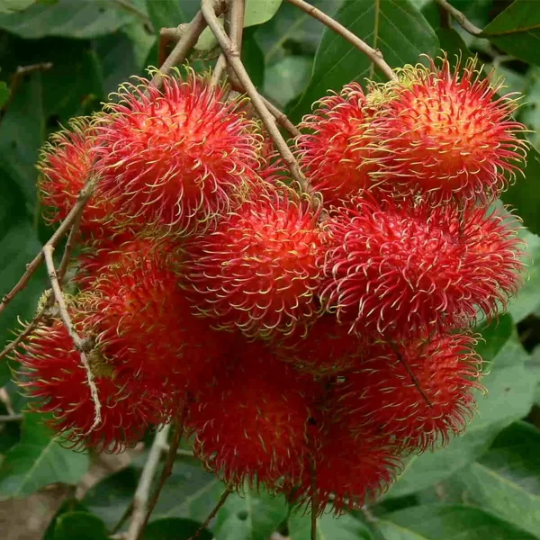Chôm Chôm